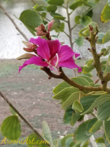 ArooniArt Composition Photography 93