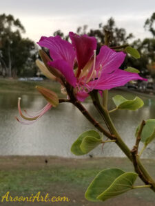 ArooniArt Composition Photography 94