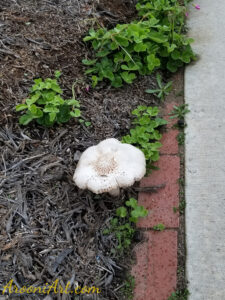 ArooniArt Composition Photography 99