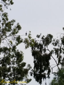 ArooniArt The Beyond 22