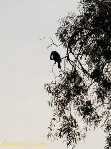 ArooniArt The Beyond 24